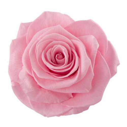 Rose Ines Madeleine Pink
