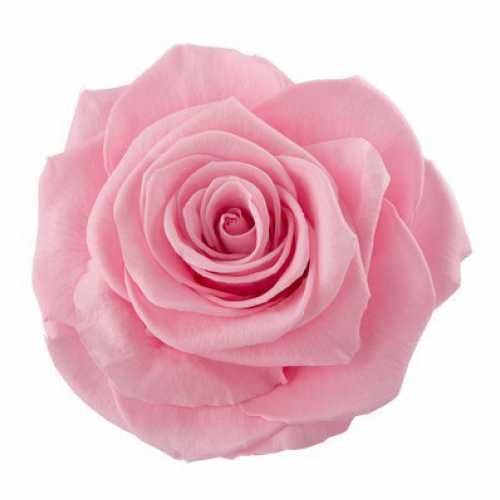 Rose Monalisa Madeleine Pink