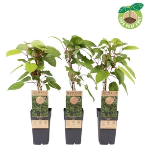 Actinidia arguta 'Weiki' (Kiwibes, mnl.)