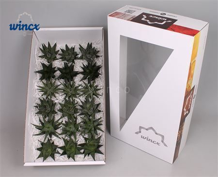 <h4>Haworthia Mix (wincx) Cutflower Wincx-8cm</h4>