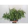 Chasmanthium latifolium 'Mantis'