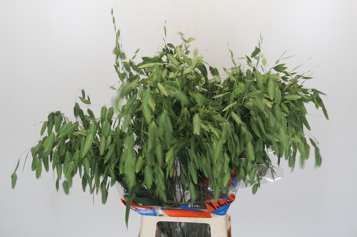 Chasmanthium latifolium 'Mantis'