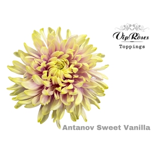 CHR G ANTONOV SWEET VANILLA