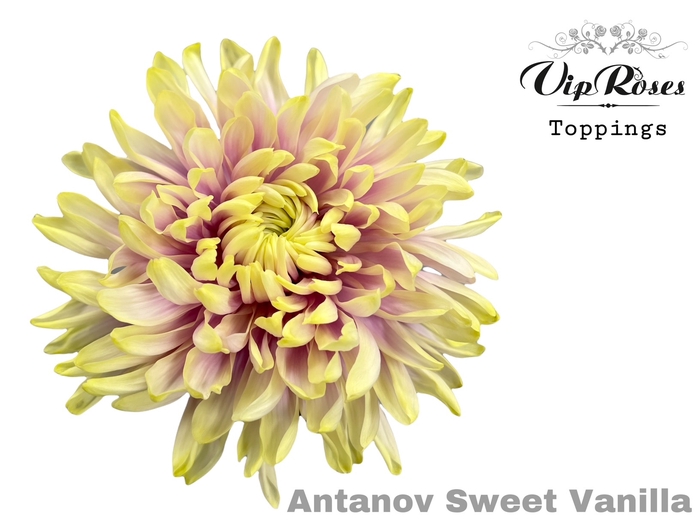 <h4>CHR G ANTONOV SWEET VANILLA</h4>
