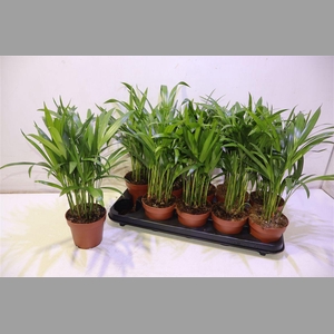 Dypsis Lutescens