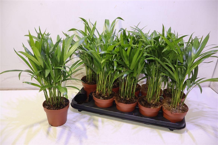 <h4>Dypsis Lutescens</h4>