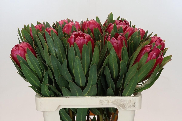 Protea Brenda