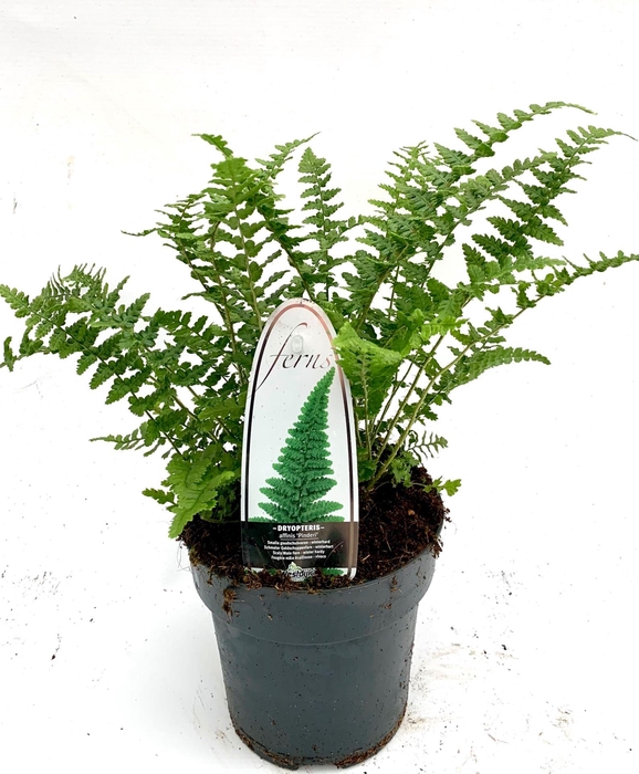 <h4>Varens gemengd</h4>