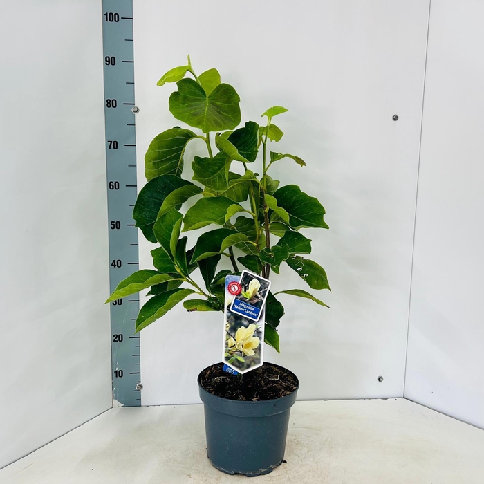 <h4>Magnolia 'Yellow Lantern'</h4>