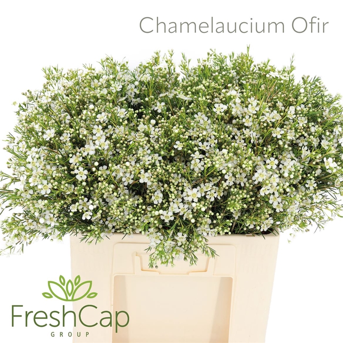 <h4>Chamelaucium Ofir</h4>