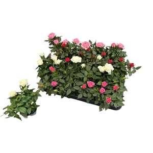 ROSA KORDANA MIX MINI P6