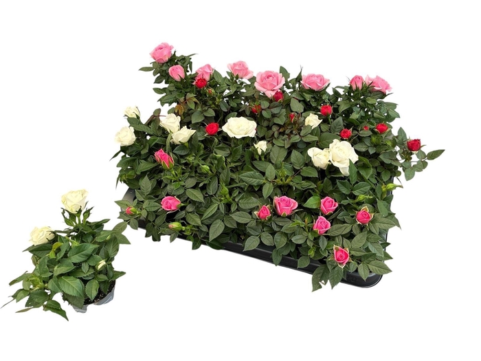 <h4>ROSA KORDANA MIX MINI P6</h4>