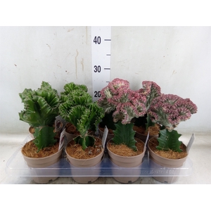Euphorbia   ...mix