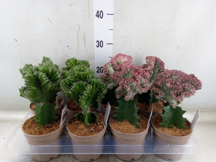 <h4>Euphorbia   ...mix</h4>
