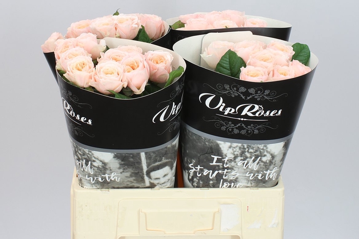 <h4>Rosa Gr Gar Paradise Beach</h4>
