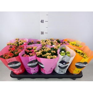 Kalanchoe blos. 'Perfecta'  ..mix 5