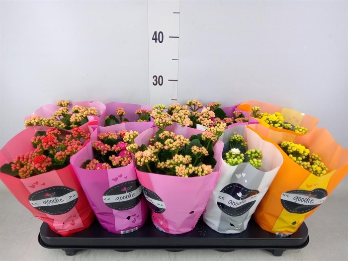 <h4>Kalanchoe blos. 'Perfecta' ..mix 5</h4>