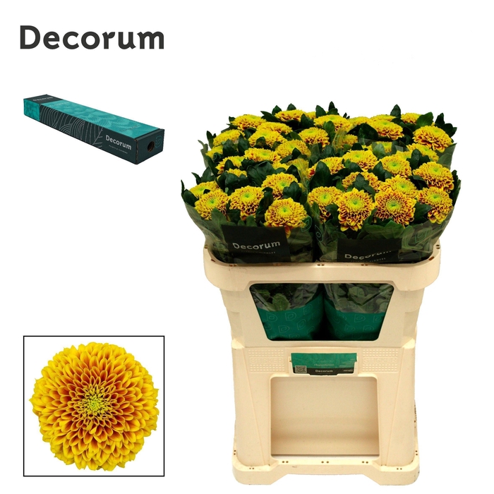 <h4>Chr G Tropicana</h4>