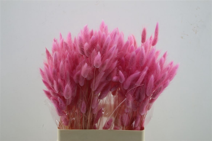 <h4>Lagurus Bright Pink 50 Gram</h4>