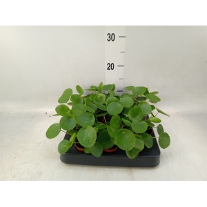 Pilea peperomoides