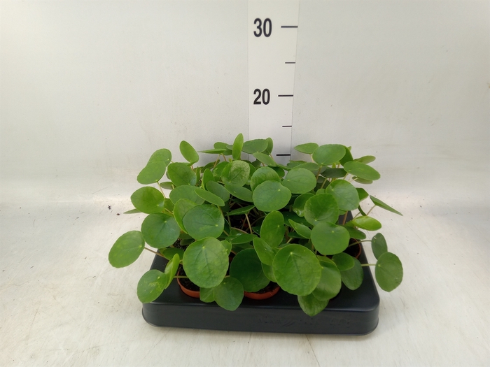 <h4>Pilea peperomoides</h4>