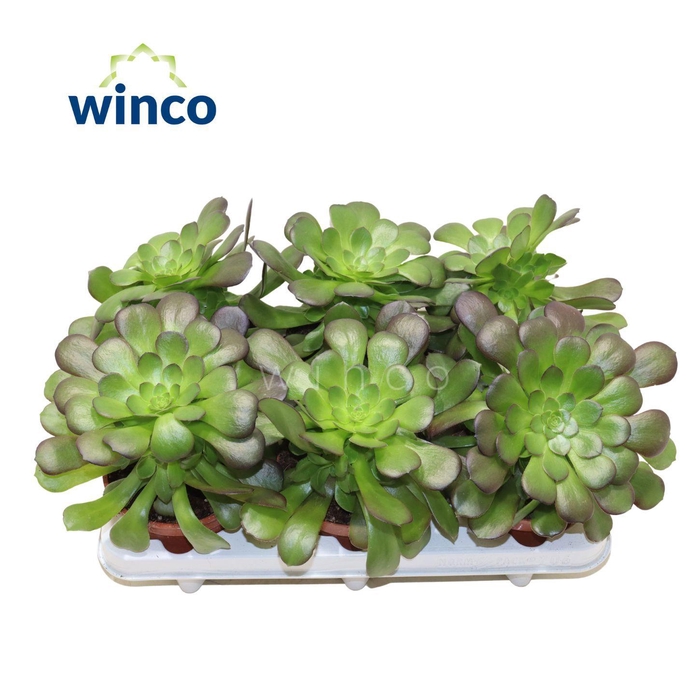<h4>Aeonium Ab. Velours XL</h4>