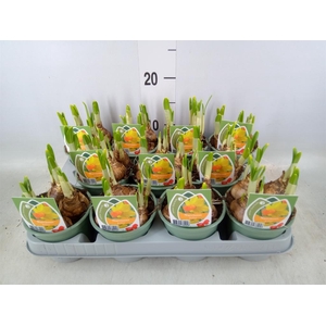 Narcissus cycl. 'Jetfire'