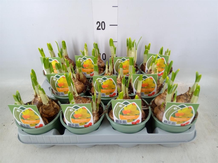 <h4>Narcissus cycl. 'Jetfire'</h4>