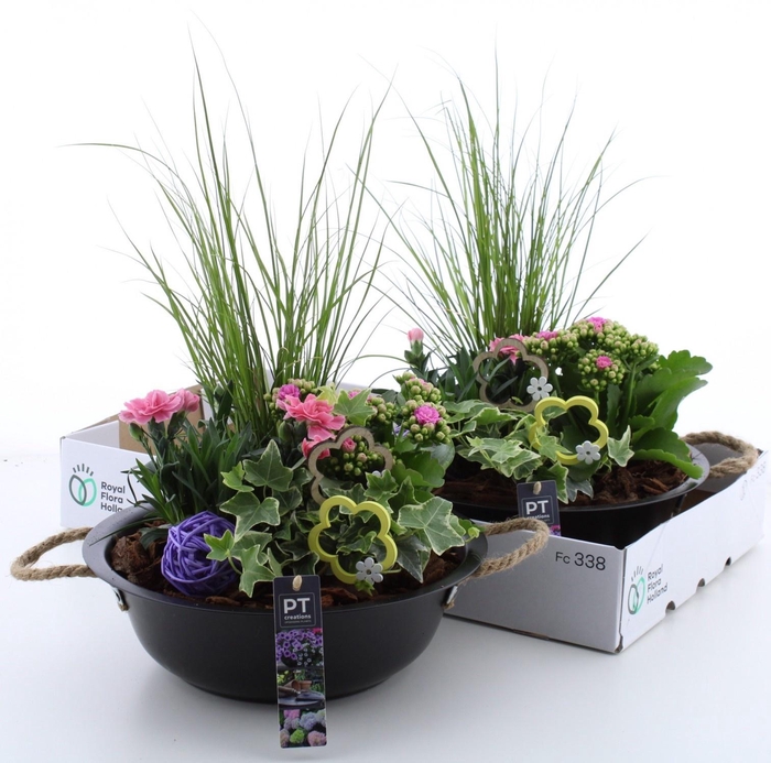 <h4>ARR TUINPLANTEN</h4>