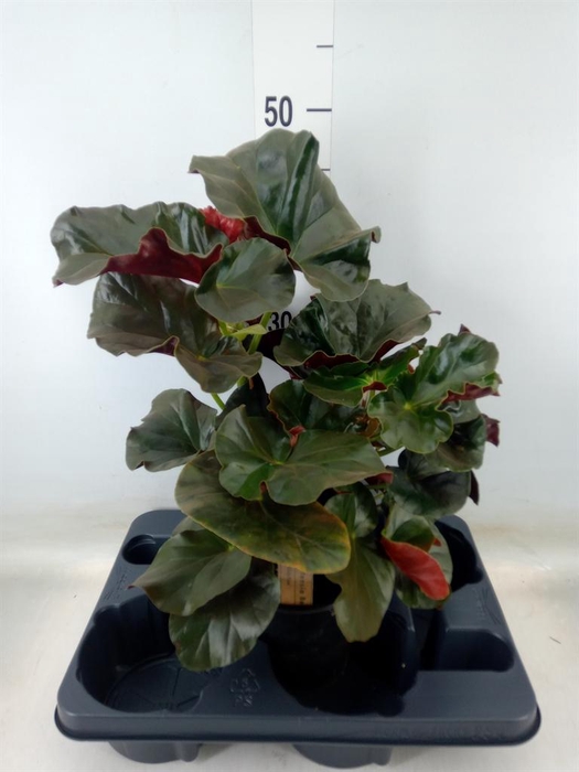 <h4>Begonia BD   ...</h4>