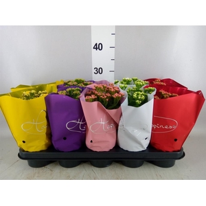 Kalanchoe blos. 'Perfecta'  ..mix 5