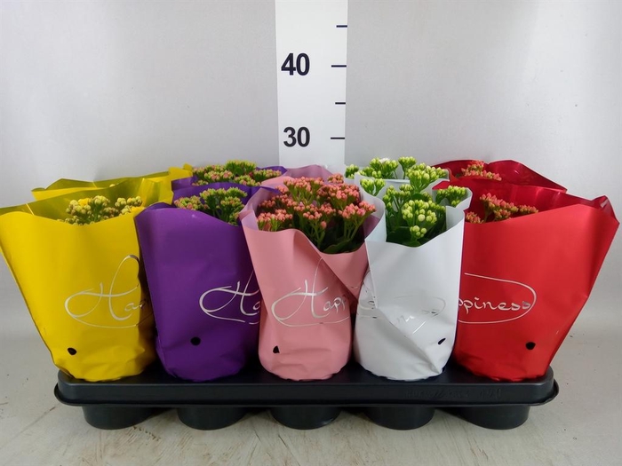 <h4>Kalanchoe blos. 'Perfecta'  ..mix 5</h4>
