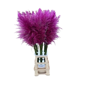CORTA SELLOAN PURPLE