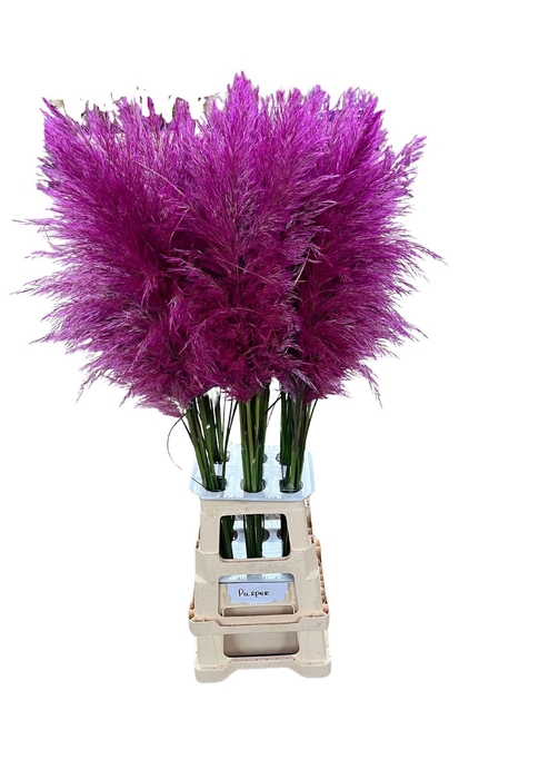<h4>CORTA SELLOAN PURPLE</h4>