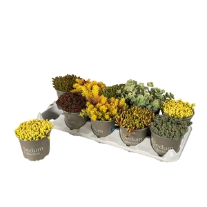 SEDUM GEM