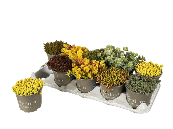 <h4>SEDUM GEM</h4>