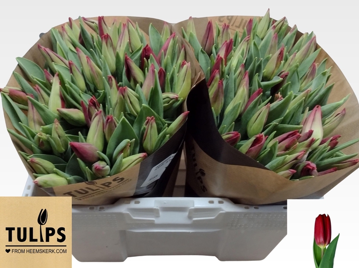 <h4>TU EN STRONG LOVE</h4>