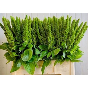 Amaranthus Green