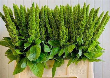 <h4>Amaranthus Groen</h4>