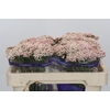 Ozothamnus Cooks Pink