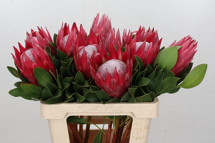 Protea Cynaroides Madiba