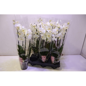 arr8 Phal An Inverness