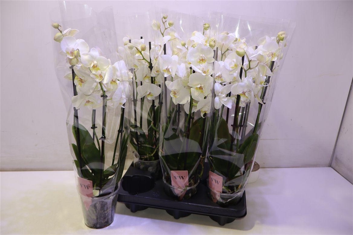 <h4>arr8 Phal An Inverness</h4>