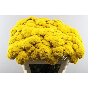 Achil F Park Variety