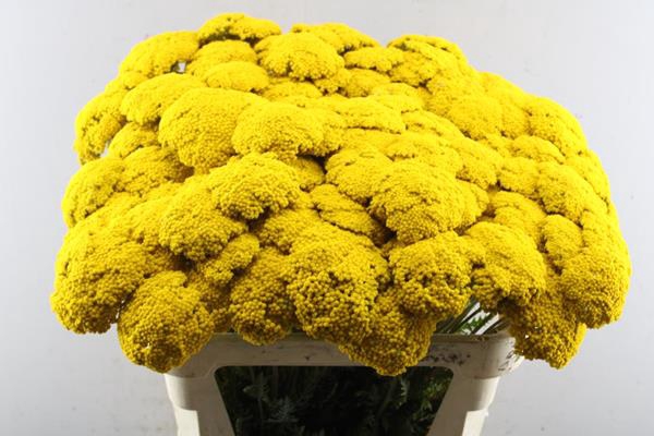 <h4>Achil F Park Variety</h4>