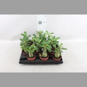 Adenium obesum