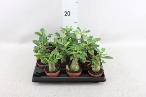 Adenium obesum