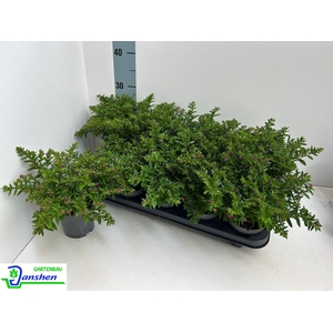 CUPH HYSSOPIFOLIA