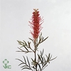GREVILLEA  'MISTY RED'