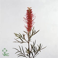 Grevillea Spiderman Misty Red